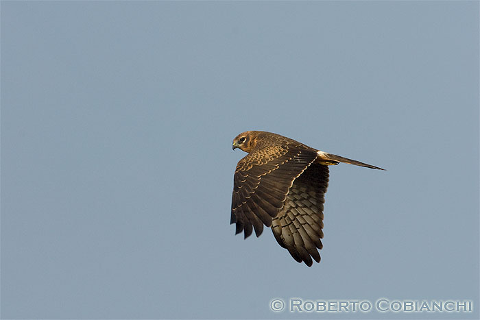 Albanella minore juv.